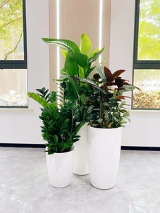 专业盆景租摆,领略宁波镇海的自然之美!